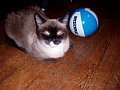 My cat coco! I saved her from the shelter. She's a loner cat though :(